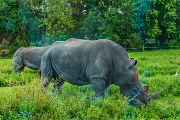 Obraz premium rhino in the wild