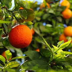 Orange on a branch between the leaves. The perfect scene of a ripe orange on a tree. Other oranges in the background blurred. The concept of organic orange. Citrus plant. Citrus fruit.