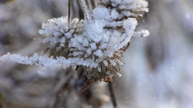 Dried thistle with the hoarfrost at winter.