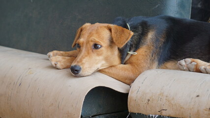 a two-color dog on a bench in Mindelo, on the island Sao Vicente, Cabo Verde