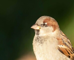 House Sparrow