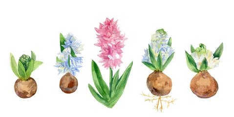 Glasschilderij Hyacint Aquarel set hyacinten in roze, blauw, wit. Collectie van botanische illustraties van bolgewassen. Lentebloemen op witte geïsoleerde achtergrond hand geschilderd. Ontwerpen voor kaarten, prenten, bruiloften.