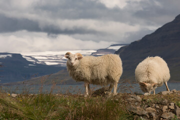 Icelandic sheep. Western Fjords.Iceland