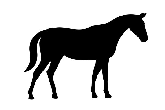 Domestic horse black silhouette. Vector illustration isolated on white.