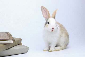 Rabbit with book and notebook as education and pet knowledge and back to school concept. Bunny on textbook