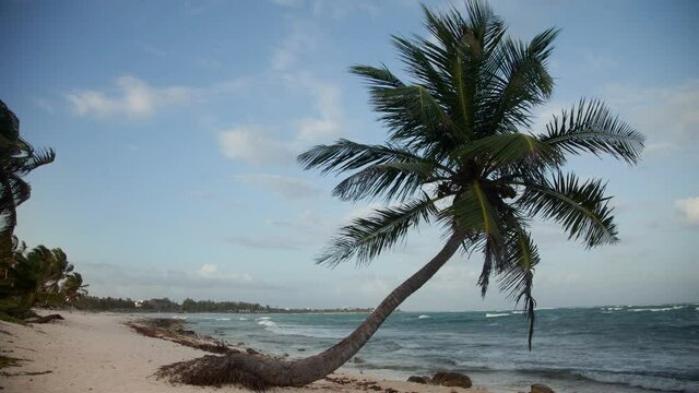 loopable timelpase of palm tree on a beach oin mexico