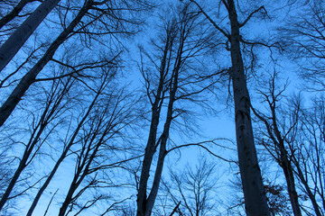 Tall trees. Tops of tree canopies without leaves. View from the bottom of the forest. The blue sky is painted through the bare branches of the trees. Forest in winter. Clear cloudless blue sky.
