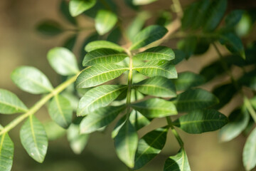 close up of green leaves