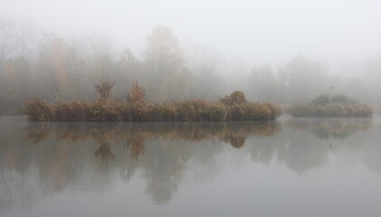 I found a grass blade on the surface of the water during fog in the middle of the forest