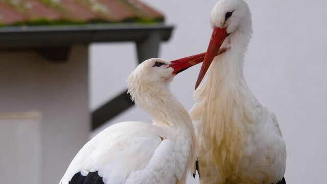 Two storks standing in their nest grooming each other.