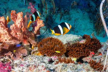 Fototapeta na wymiar Beautiful family of banded Clownfish in a red anemone on a tropical coral reef