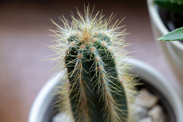 Cacti cactus plant in flower pot with blurred background.