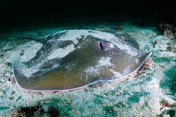 Large Pink Whipray on a sandy seabed on a dark reef.