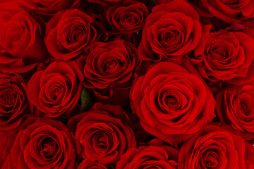 Naklejka premium bouquet of dark red roses