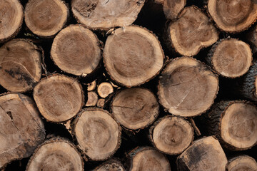 Wood texture or wood background, tree stumps.