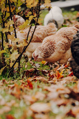 Hennen im herbstlichen Garten auf Futtersuche.