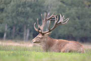 Naklejka na ściany i meble Red deer (Cervus elaphus) at 'the Veluwe' in the Netherlands. He is blind in one eye. This may have happened during the mating season.