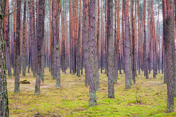 Obraz premium A typical forest in central Poland.