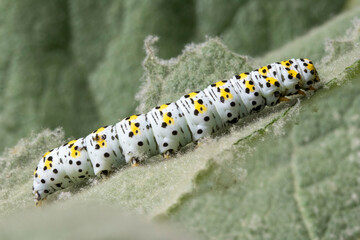 Mullein Moth Caterpillar (Cucullia verbasci) feeding on a Mullein Plant (Verbascum thapsus)