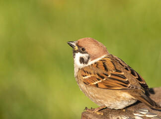 Tree Sparrow