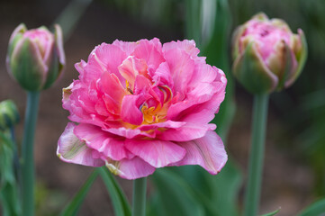 Obraz premium Flowers in my garden
