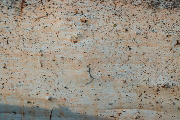 Wood texture or wood background, tree stumps.