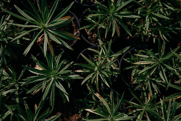 top view of freshly planted tropical plants in a nursery