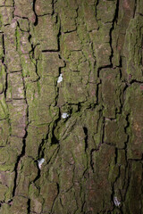 Wood texture or wood background, tree stumps.