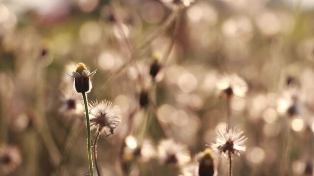 Flower of Coat buttons,Wild Daisy grass flowers against sunlight in field beside the way.Blur nature background. Little warm tone.