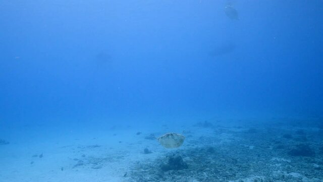 Green Sea Turtle, Chelonia mydas swim in turquoise water of coral reef, Caribbean Sea, Curacao