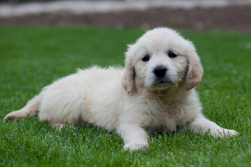 Female Golden Retriever puppy on her first day at home.