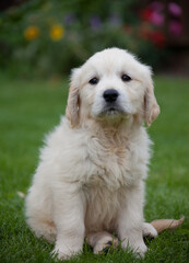 Female Golden Retriever puppy on her first day at home.