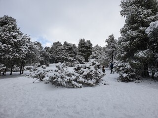 Snow falls in the forest of the city of Tiaret