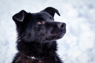 Closeup of black dog in animal shelter with snowy background