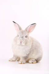 Grey little baby rabbit on white background. Adorable gray young bunny action