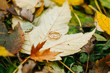 Wedding Rings Lying on a Golden Autumn Leaf