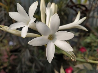 Obraz premium white magnolia flower