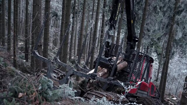 Logging Machine in the woods. Forest machinery, Cutting trees