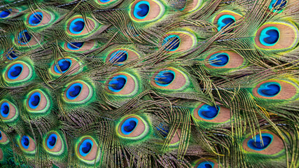 Male peacock bird, Pavo cristatus, with full display tail feathers