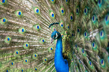 Fototapeta premium Male peacock bird, Pavo cristatus, squarking with full display tail feathers