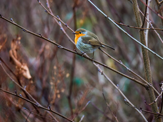Small cute robin on the brach in forest, blurred background