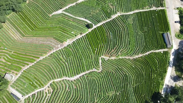 4K Tea Fields near Hangzhou, China