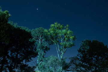 Fototapeta na wymiar jungle at night