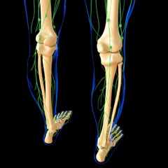 Human Lymph Nodes Anatomy For Medical Concept 3D Rendering