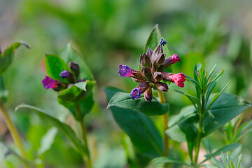 Pulmonaria officinalis, common lungwort, Mary's tears or Mary's milk drops, close-up, bokeh. small purple forest flower. natural spring background. beautiful purple flower with green leaves