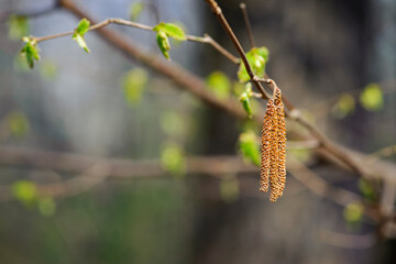 Close-up of birch catkins in a spring park, allergic to pollen of spring flowering plants. birch buds in spring, on a branch, natural background, place for text