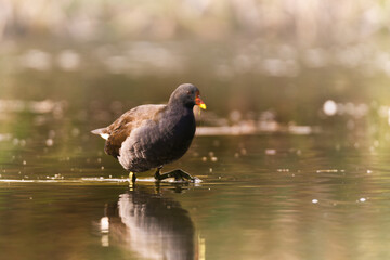 Teichhuhn  in Hamburg, St. Pauli
