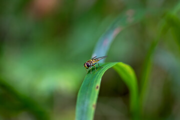 small hover fly on blade of grass