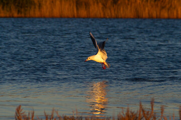 Slender-billed gull (Chroicocephalus genei) flying over the waters of a lake near the Albufera of Valencia (Spain) with the last golden lights of sunset trying to catch some fish.