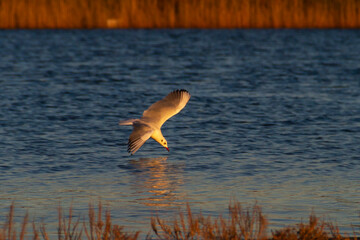 Slender-billed gull (Chroicocephalus genei) flying over the waters of a lake near the Albufera of Valencia (Spain) with the last golden lights of sunset trying to catch some fish.